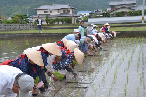 田植え体験