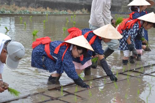 田植え