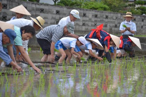 田植え