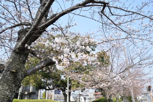 市役所桜