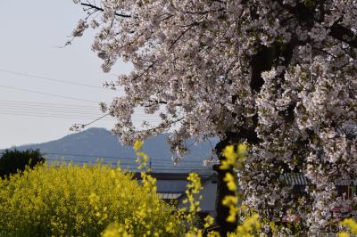 桜と菜の花