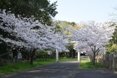 護国神社の桜