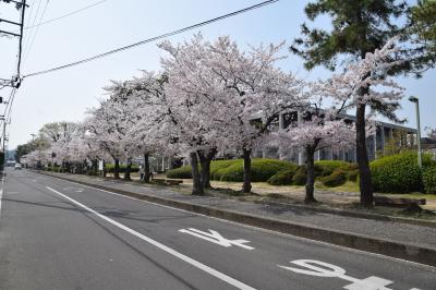 市役所東の桜