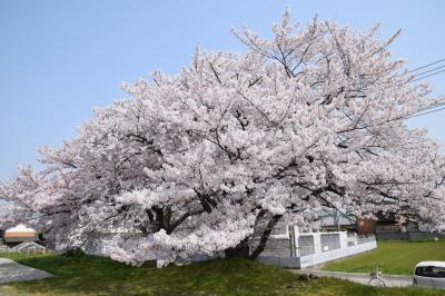 善通寺駅の桜