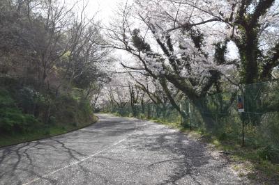 大麻山　桜