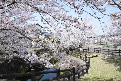 二頭出水の桜