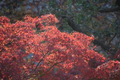 紅葉