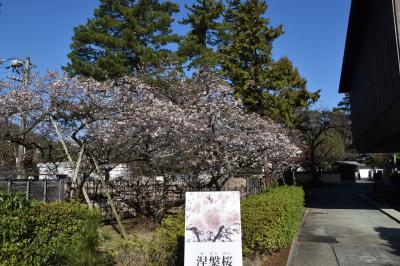 涅槃桜の写真