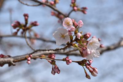 桜の写真