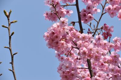 桜の写真