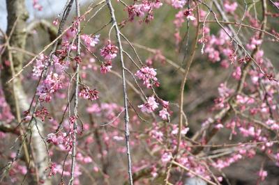 桜の写真