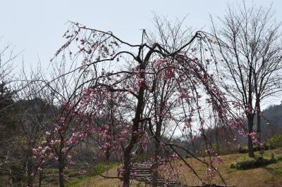 桜の写真