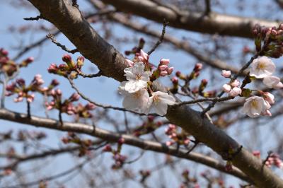 桜の写真