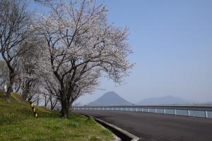 桜の写真