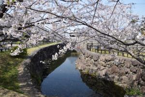 桜の写真