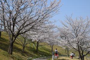 桜の写真