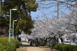 桜の写真