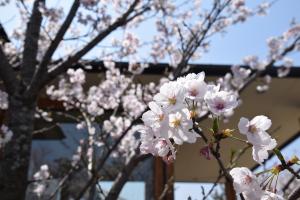 桜の写真