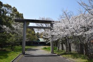 桜の写真