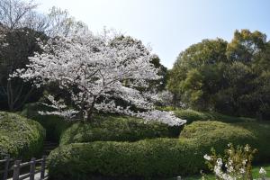 桜の写真