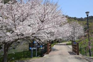 桜の写真