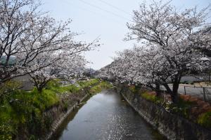 桜の写真