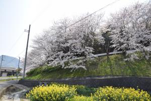 桜の写真