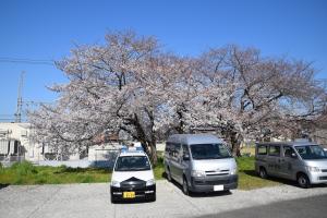 桜の写真