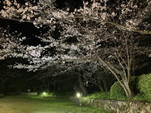 夜桜の写真