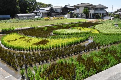 田んぼアート