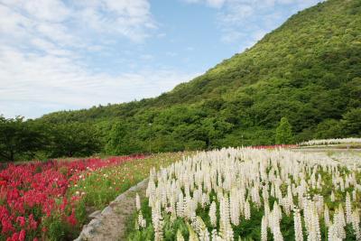 「善通寺五岳の里」市民集いの丘公園　季節の写真