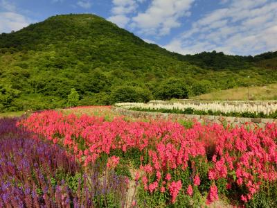 「善通寺五岳の里」市民集いの丘公園　季節の写真