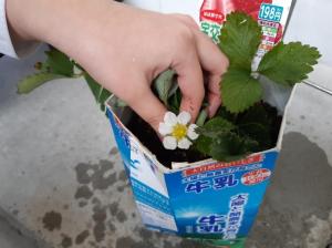 イチゴの花の写真