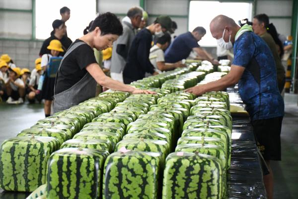 四角スイカ初出荷の写真