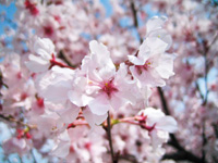 さくら街道　Sakura Kaido