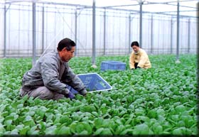 コマツナなどの軟弱野菜栽培