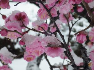 雪をかぶった紅梅写真2
