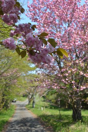 牡丹桜（三豊市側）