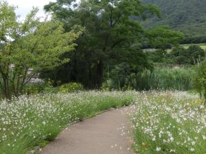 地蔵池のガウラ