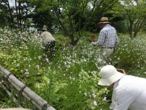 草抜きをする花呼さん