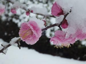 雪の梅