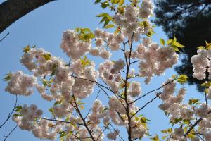 大麻山の牡丹桜