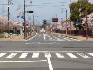 ゆうゆうロードの桜