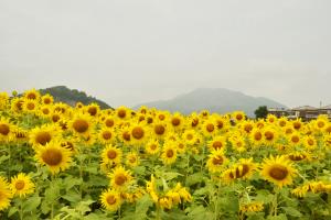 ひまわりと天霧山