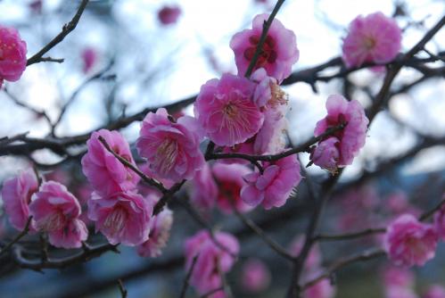 市役所入り口の梅の花