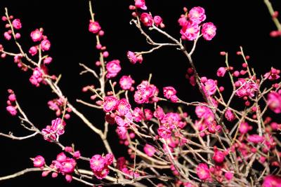 夜空と梅の花の写真