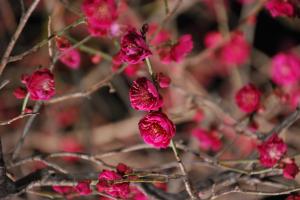 梅の花の写真１