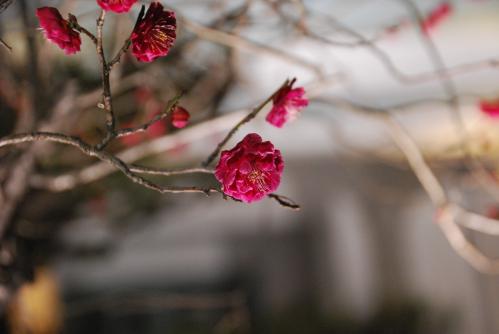 梅の花の写真３