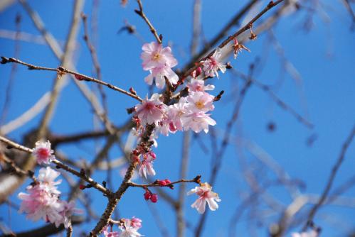 桜写真