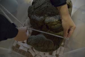 大麻神社獅子頭写真1０